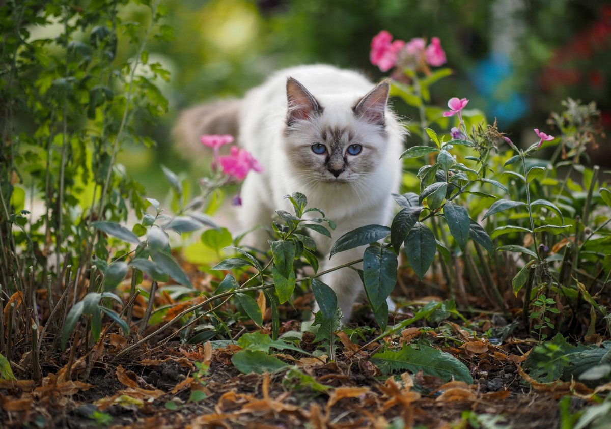 Котики на природе летом