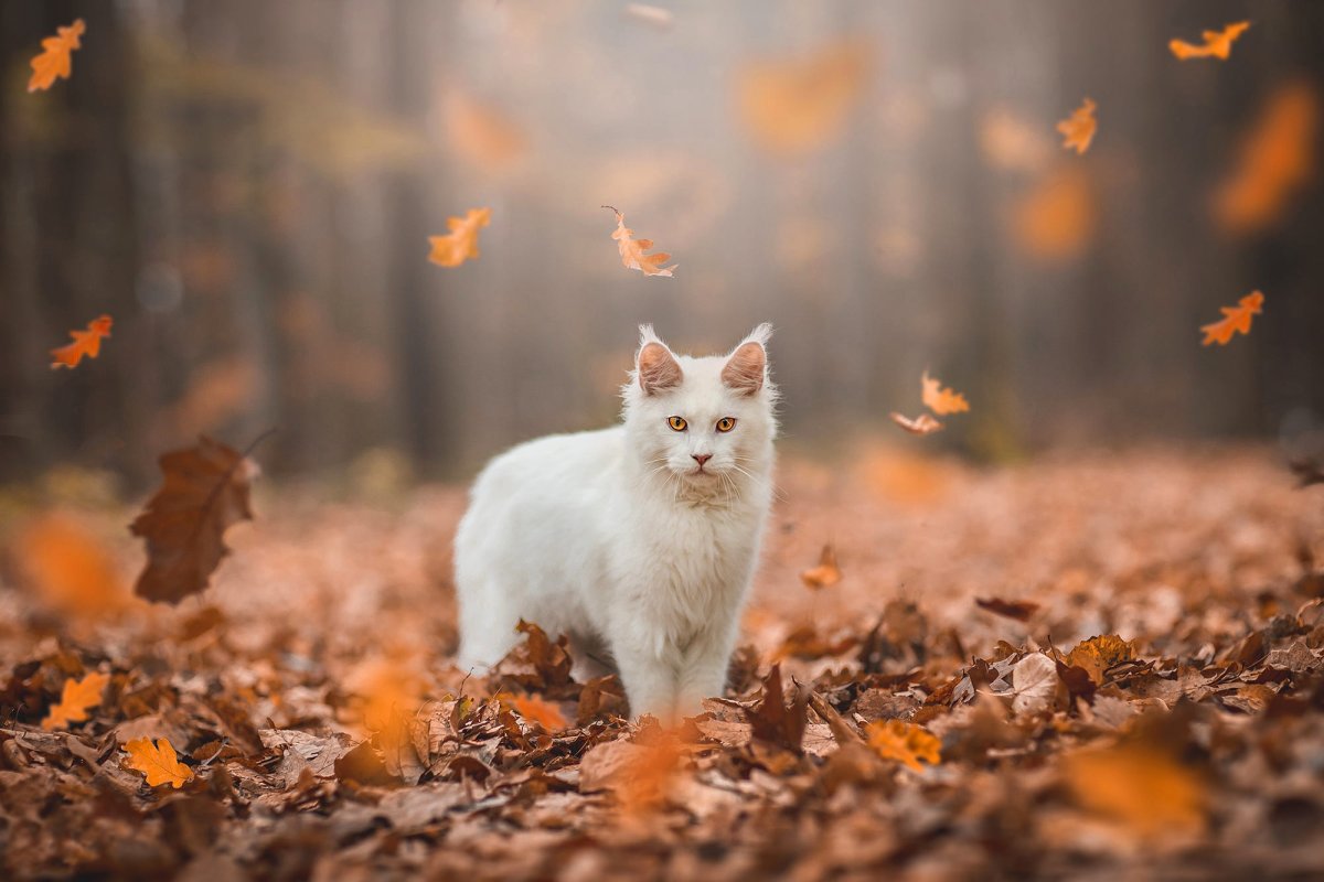 Осенний котик