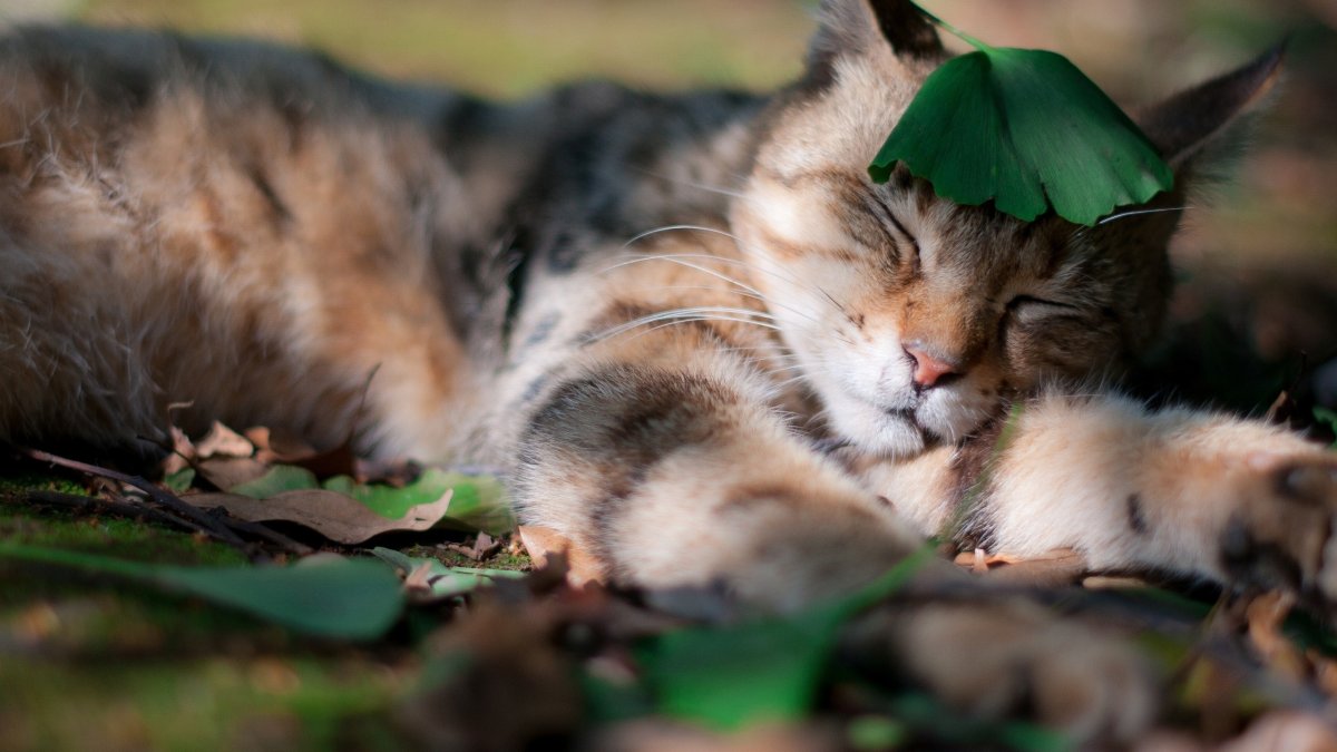Спящий котик на природе