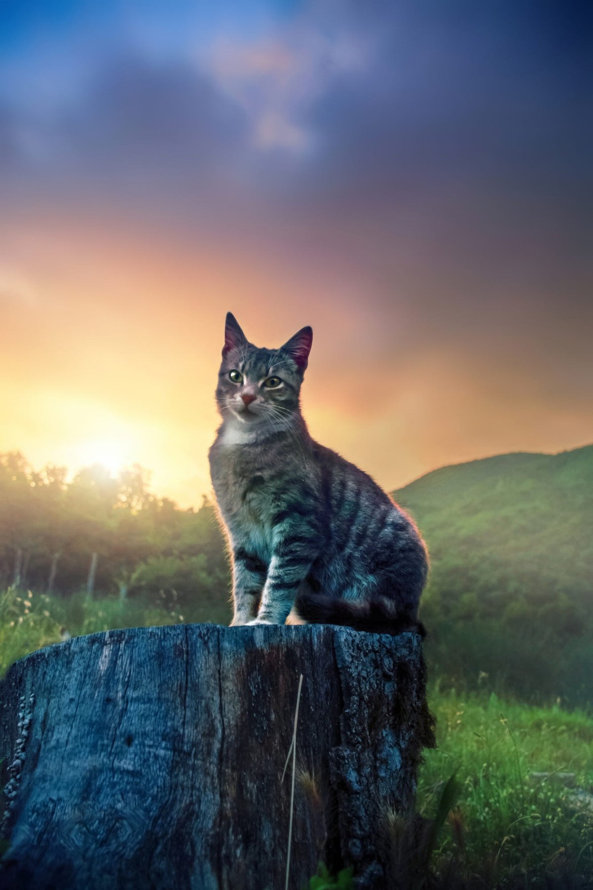 Кошка на природе