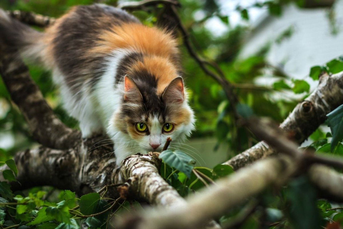 Котенок на дереве трехцветный