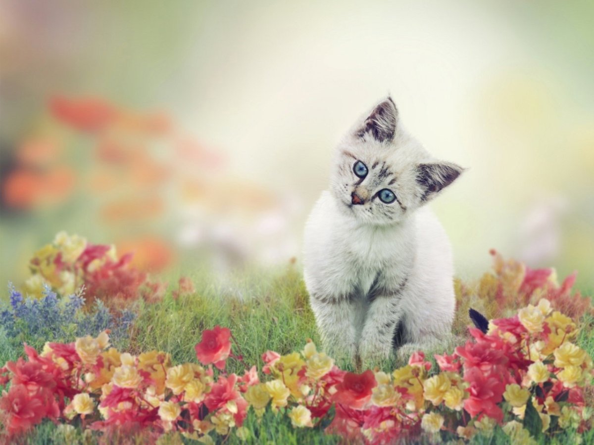 Котёнок с цветком