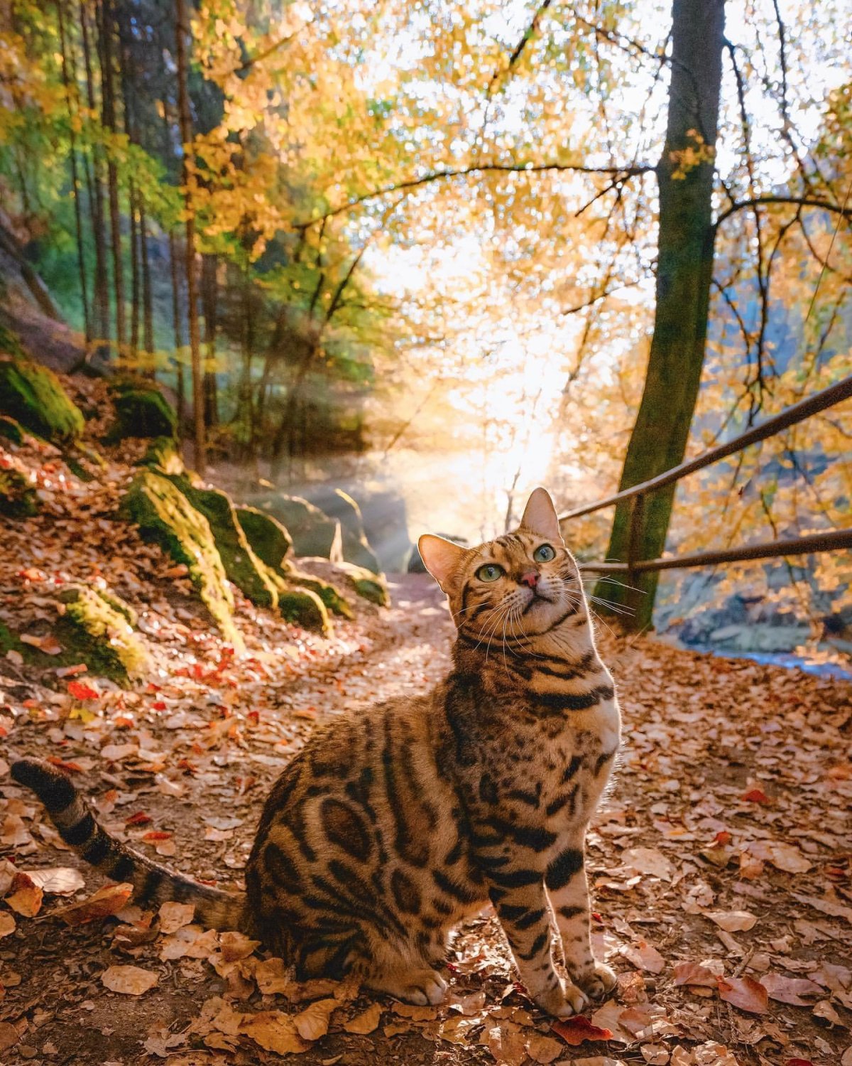 Бенгальская кошка Дикая