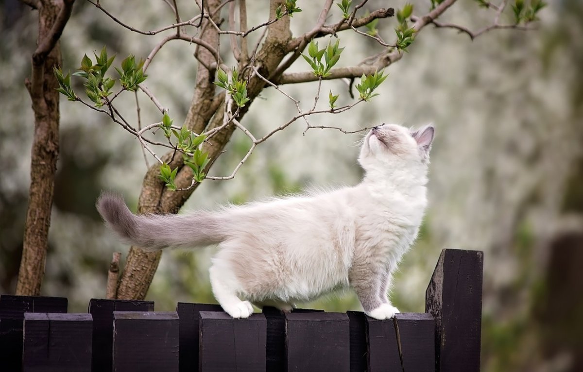 Кошки весной