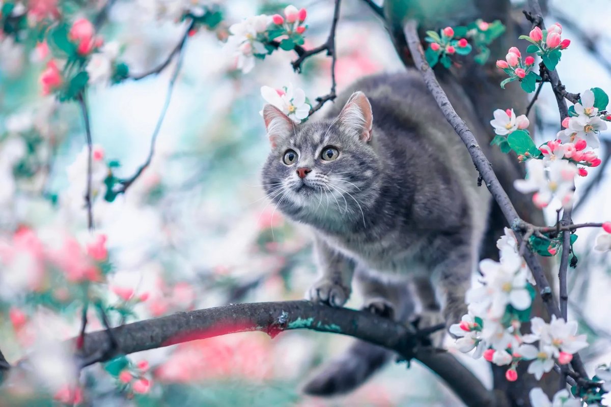 Кот весной