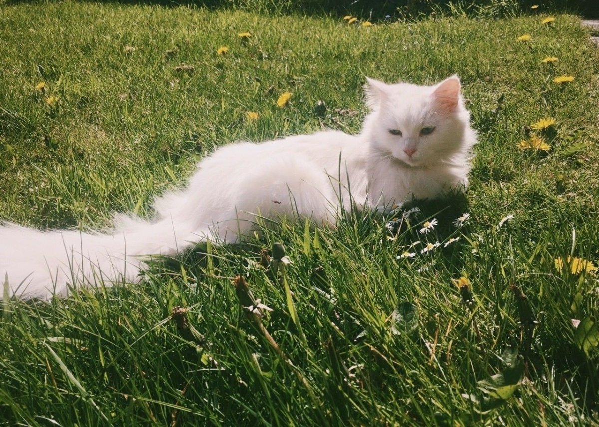 Белый кот Эстетика