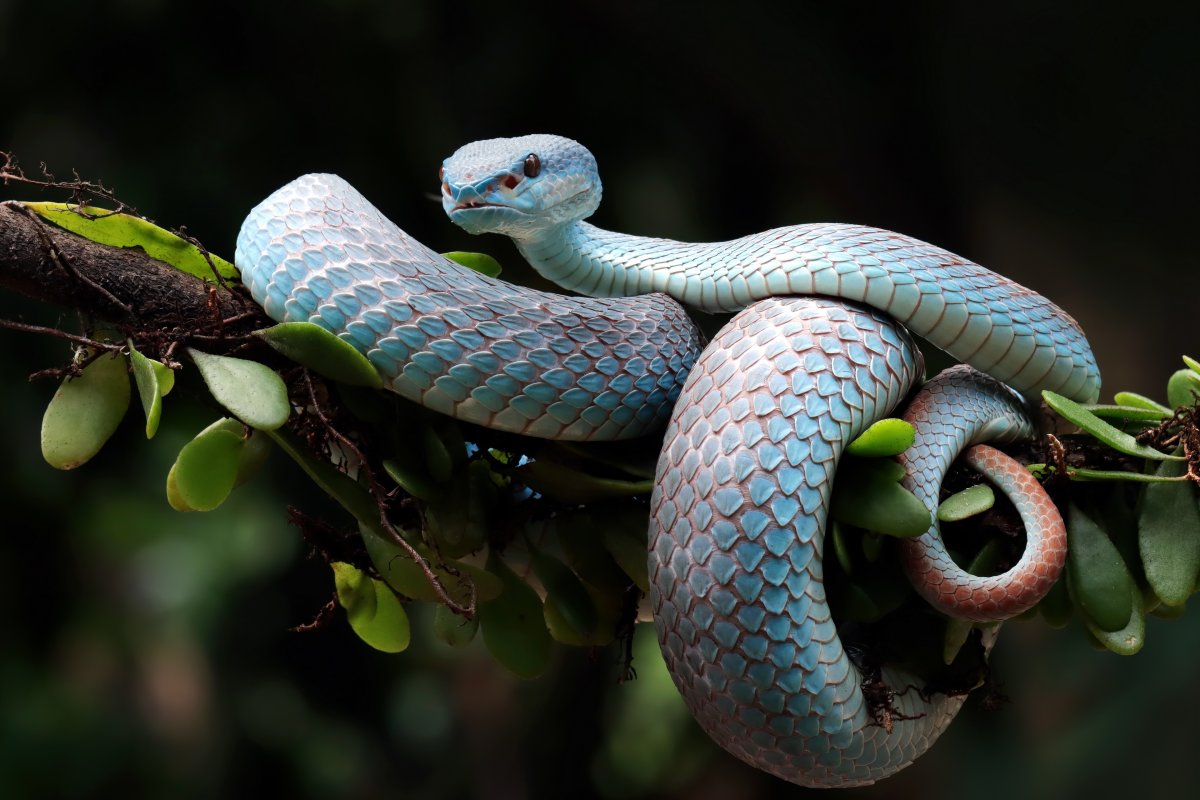 Snake Wallpaper 4k