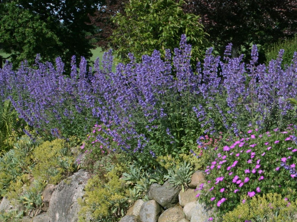 Nepeta faassenii