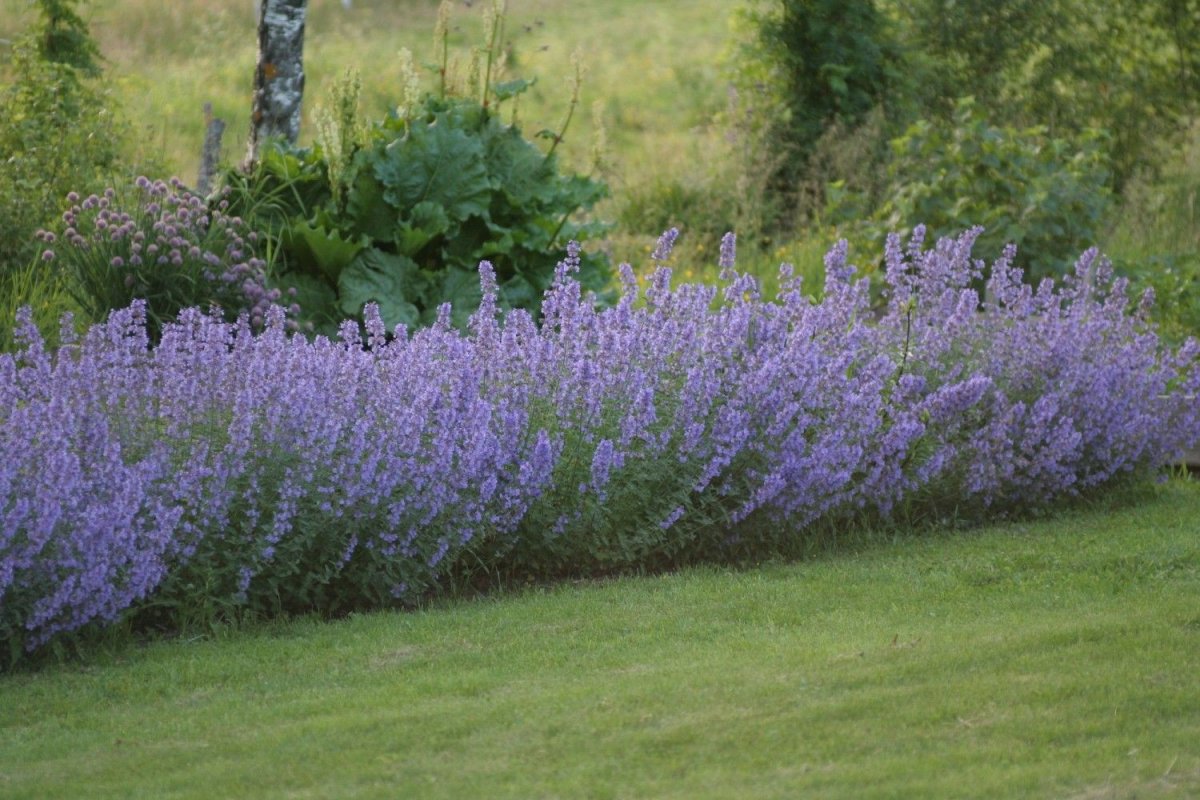 Котовник Фассена (Nepeta