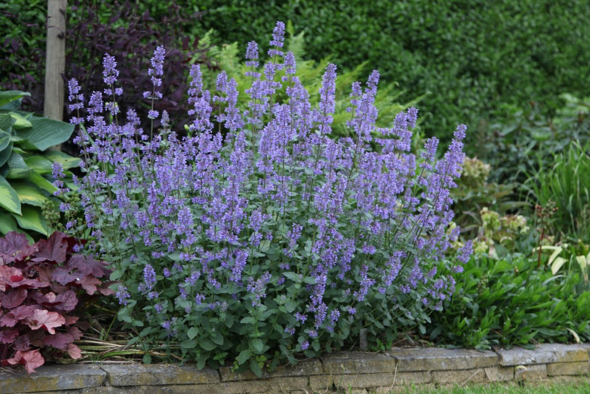 Котовник Nepeta grandiflora