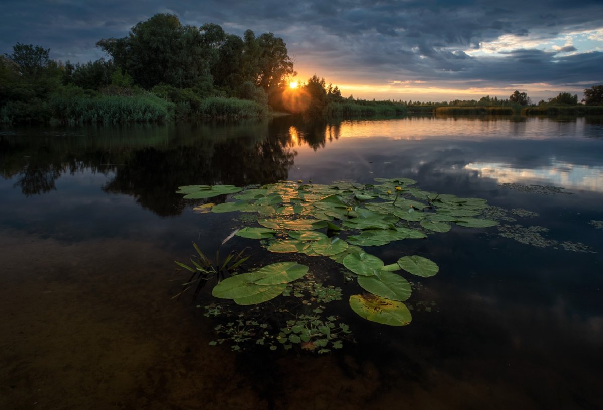 Река с кувшинками