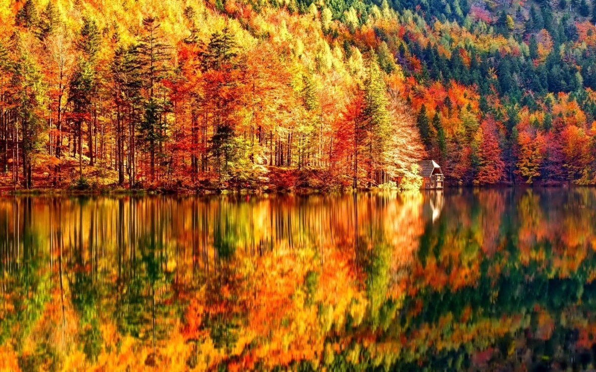 Красивый осенний лес