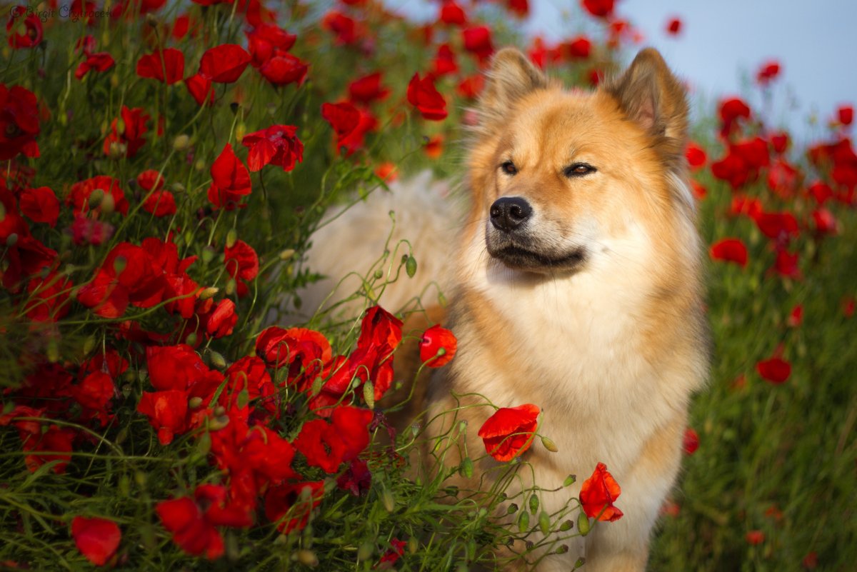 Лето животные