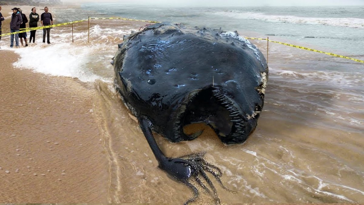 Морской черт выкинуло на берег
