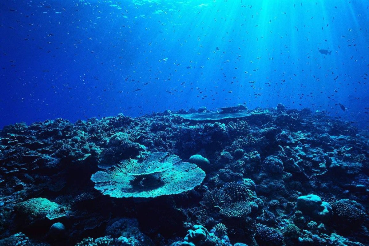 Дно моря