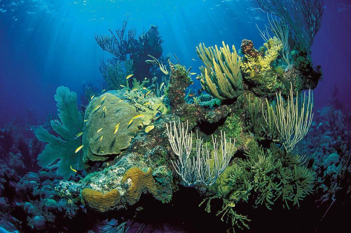 Флора Берингова моря