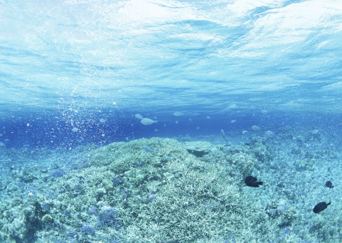 Саргассово море вид сверху