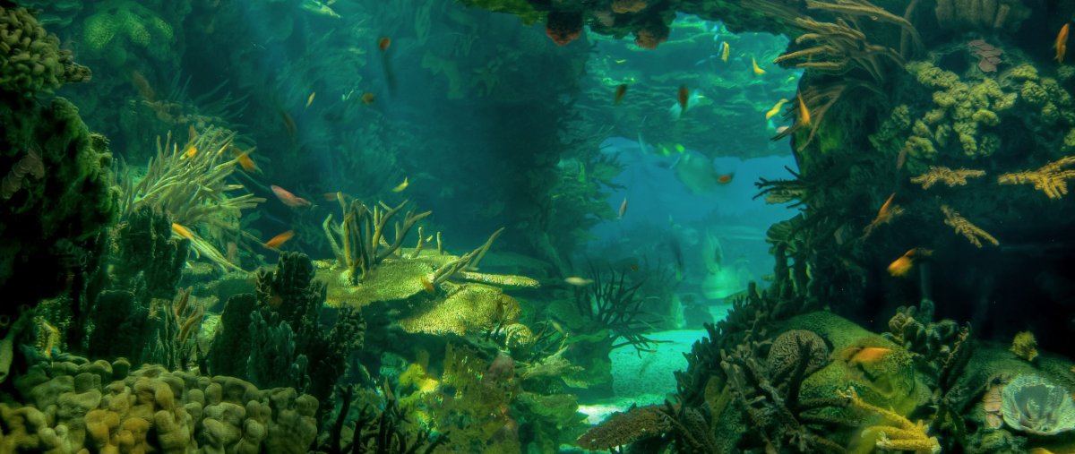 Морское дно панорама
