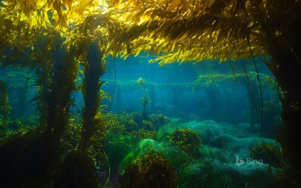 Саргассово море дно