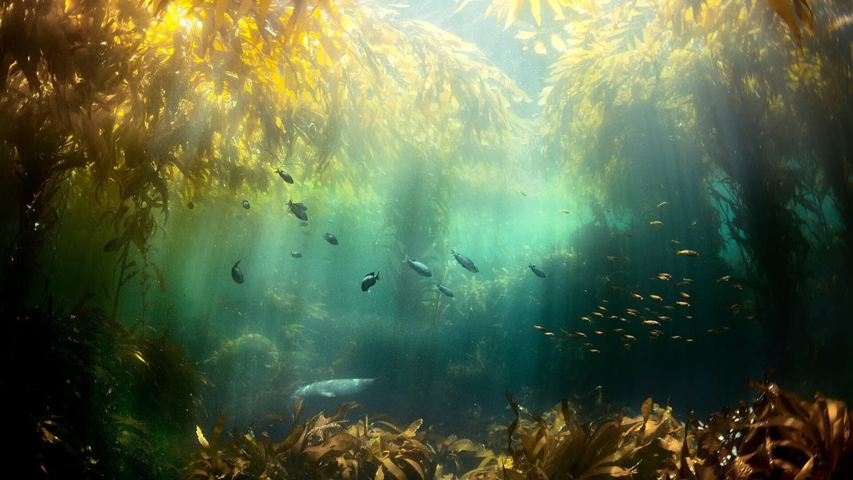 Морские подводные пейзажи