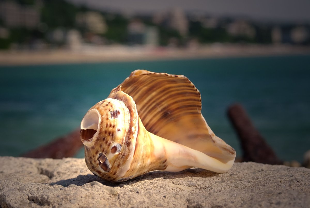 Морские фисташки моллюск