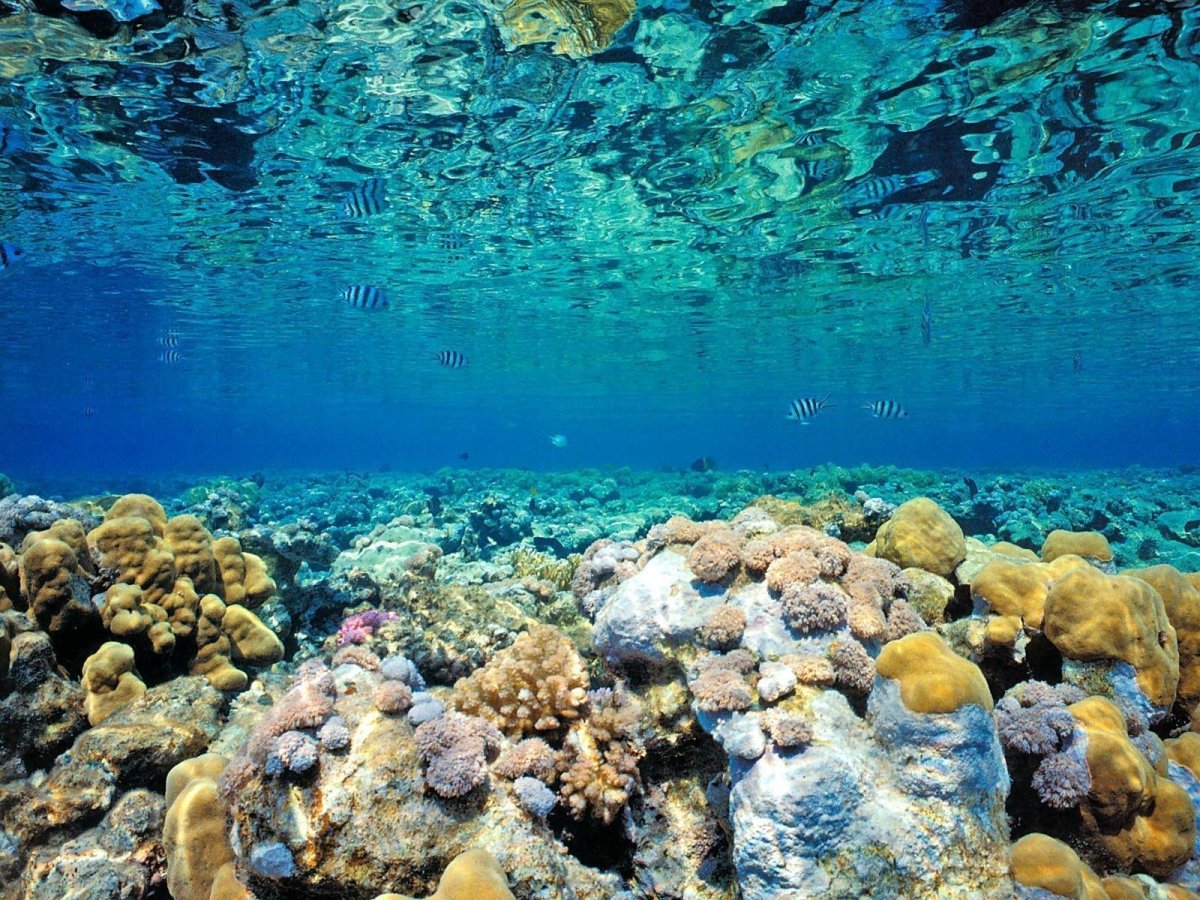 Морское дно