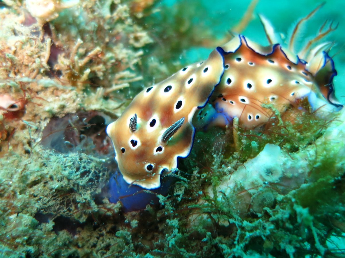 Chromodoris bullocki
