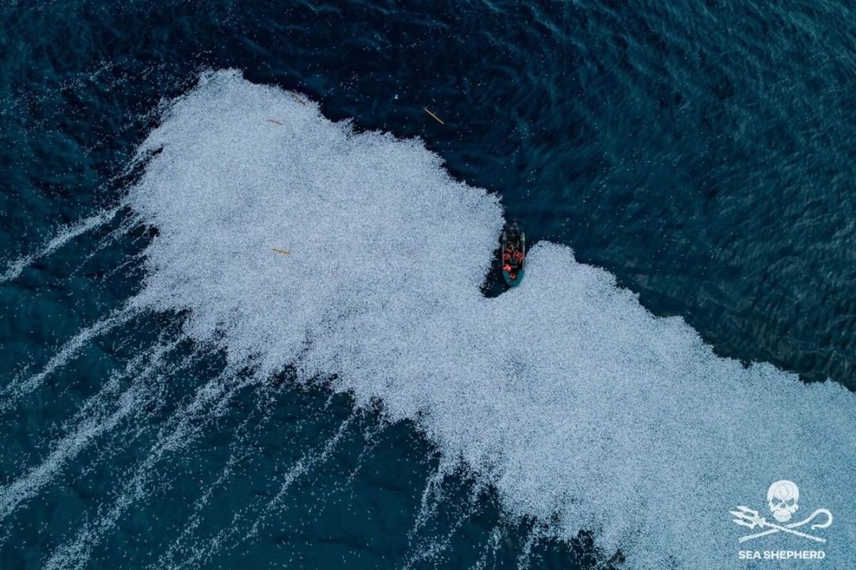 Рыба в Мертвом море