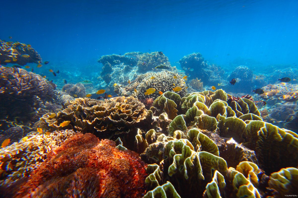 Риф подводный красное море