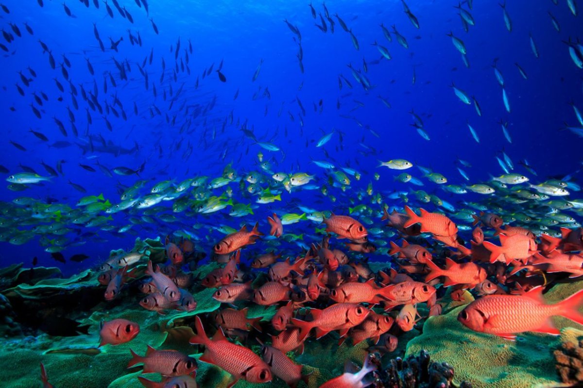 Marine Life