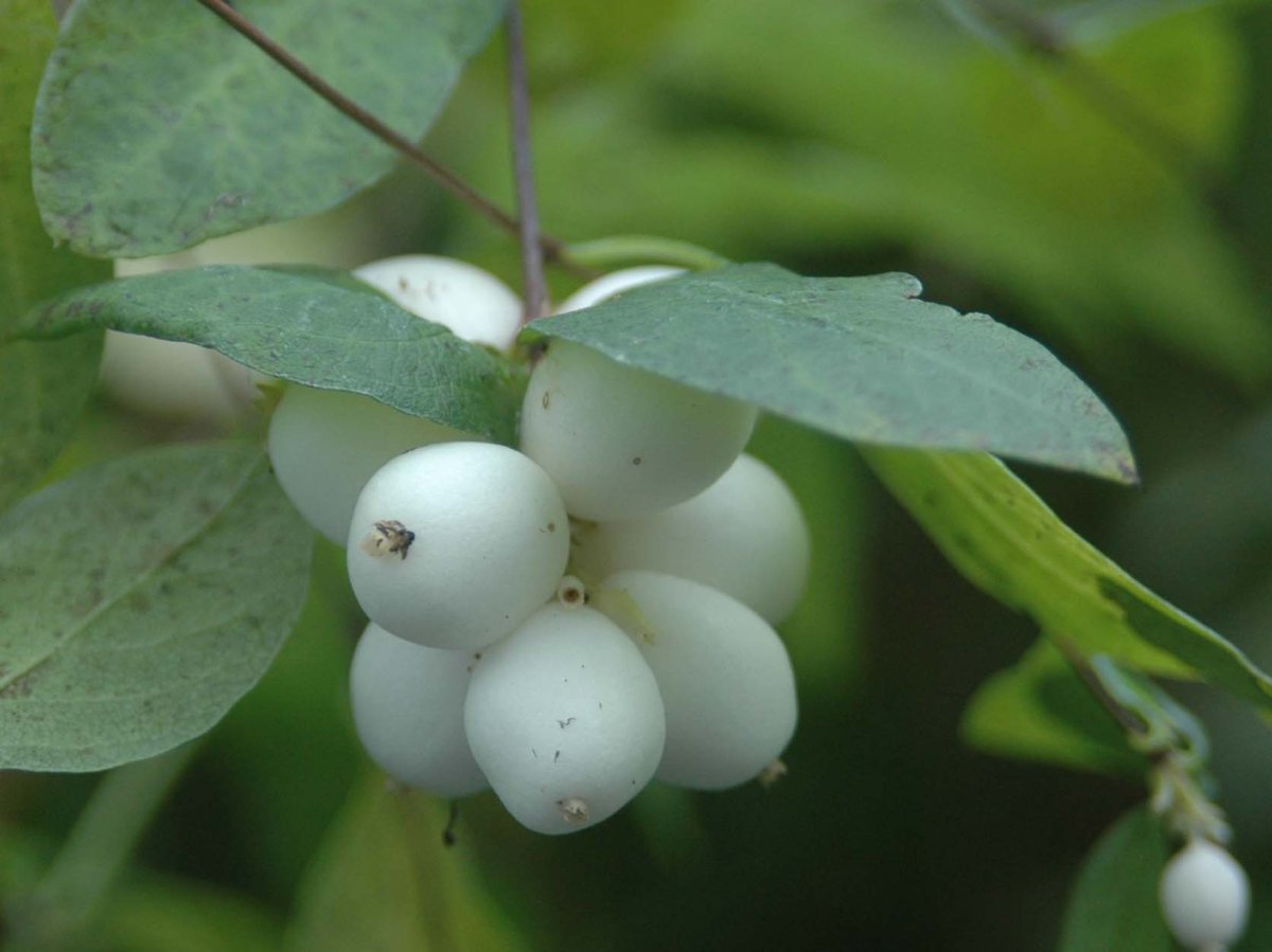 Snowberry Bush