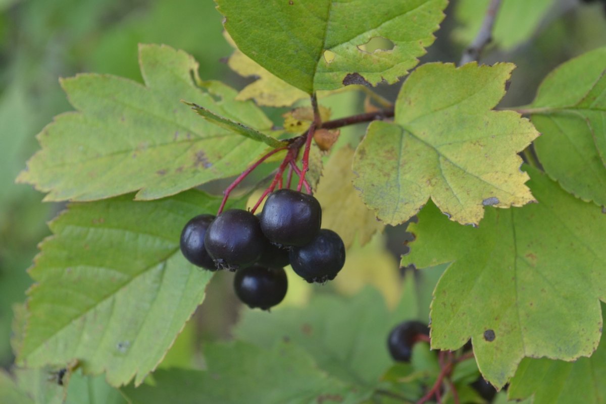Crataegus nigra