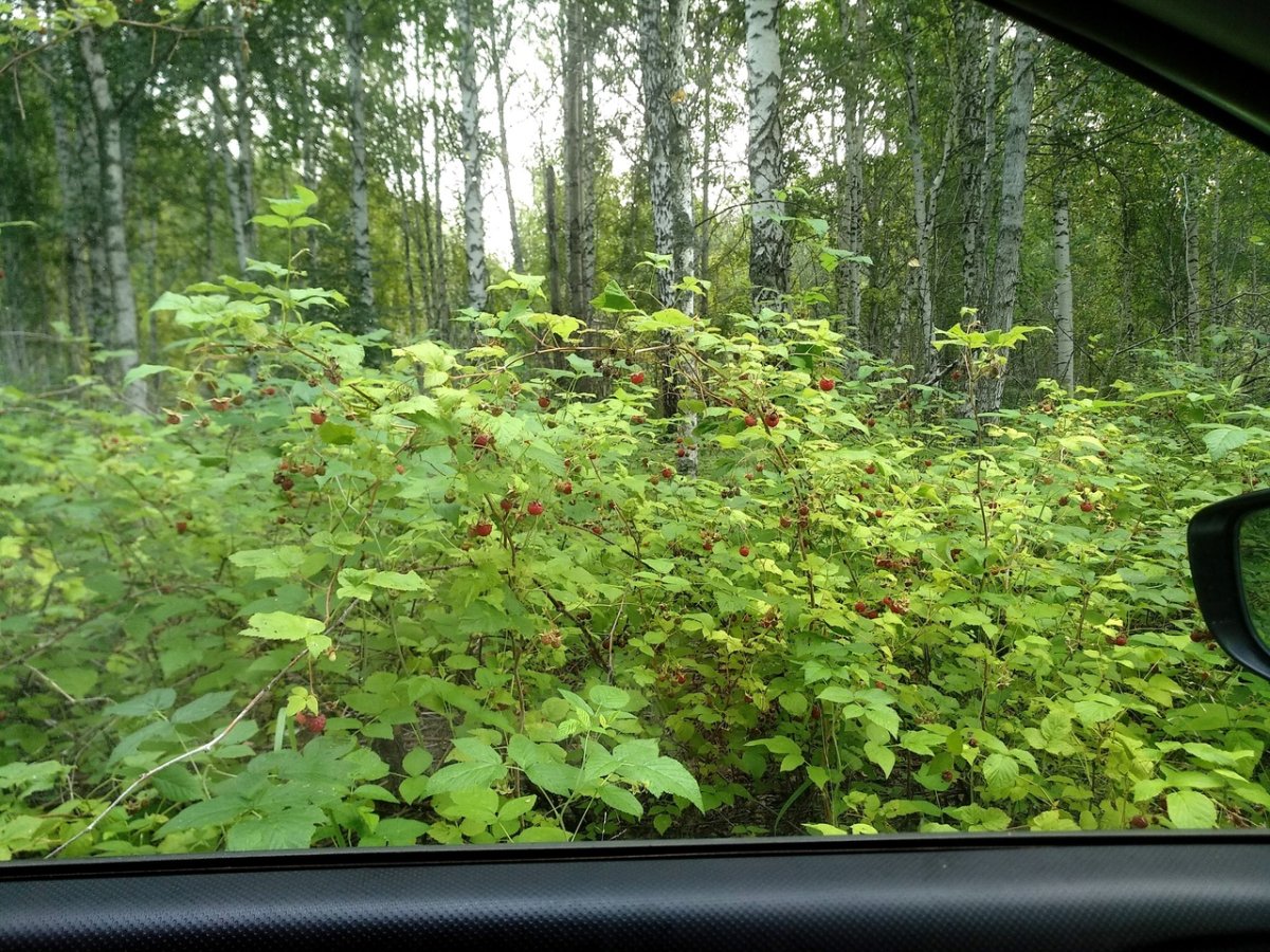Ягодка кв
