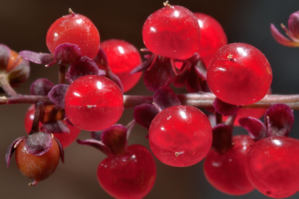 Redberry ягода