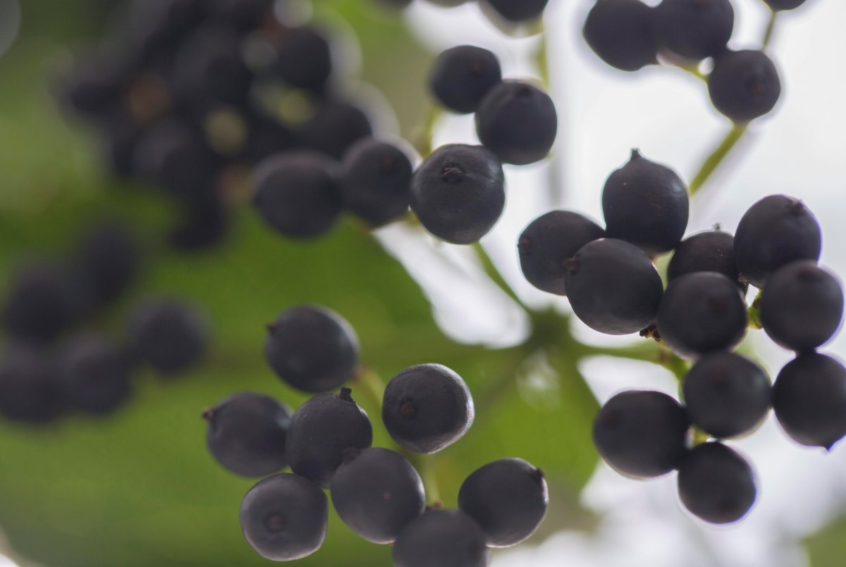Viburnum Berries черная