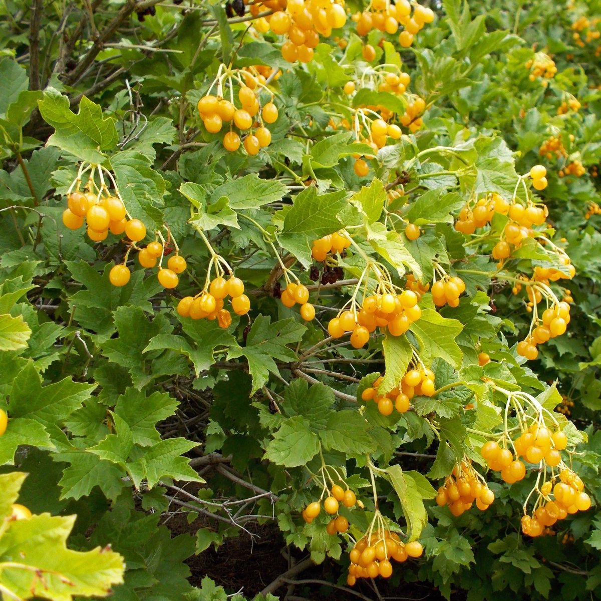 Калина обыкновенная xanthocarpum