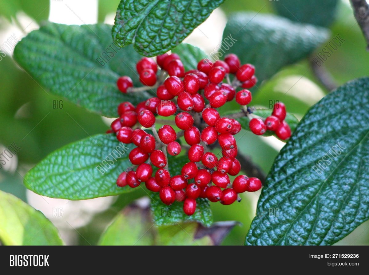 An Evergreen Plant with Prickly Dark Green leaves and Red Berries.