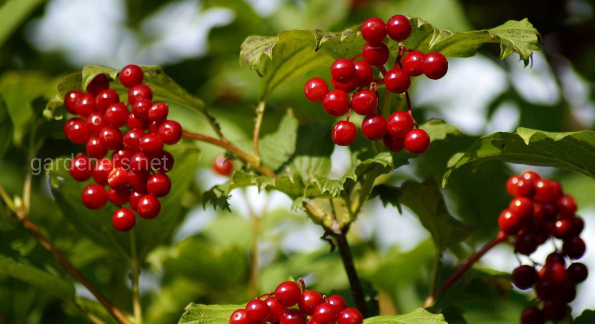 Калина обыкновенная (Viburnum opulus l.)
