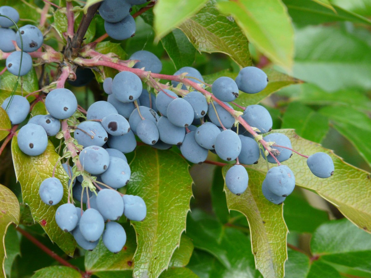 Плодовый куст с синими ягодами