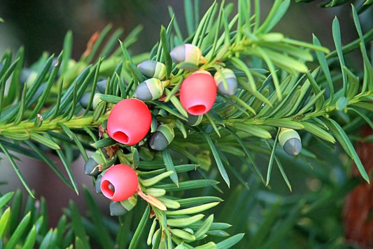 Тис ягодный (Taxus baccata David p9)