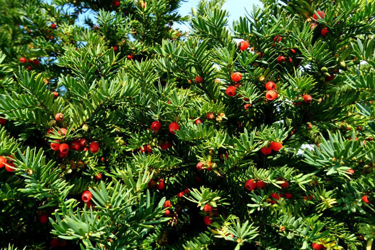Тис ягодный (Taxus baccata David p9)