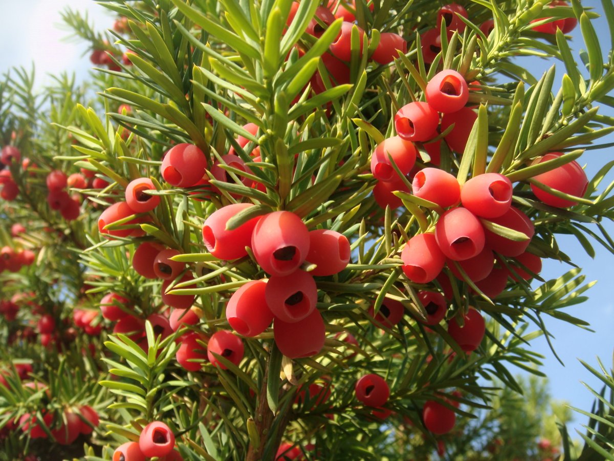 Тисс Taxus baccata