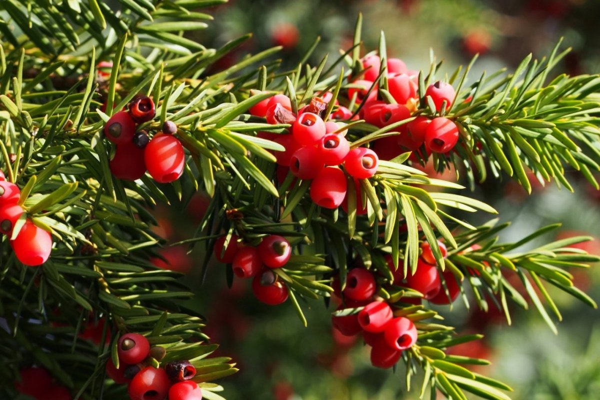 Тисс Taxus baccata