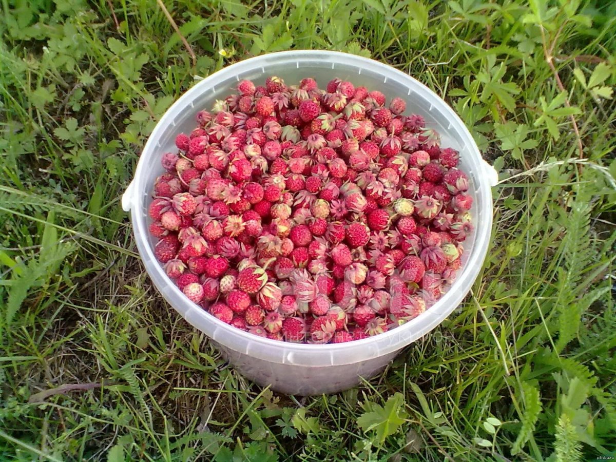 Лесная земляника и Лесная клубника
