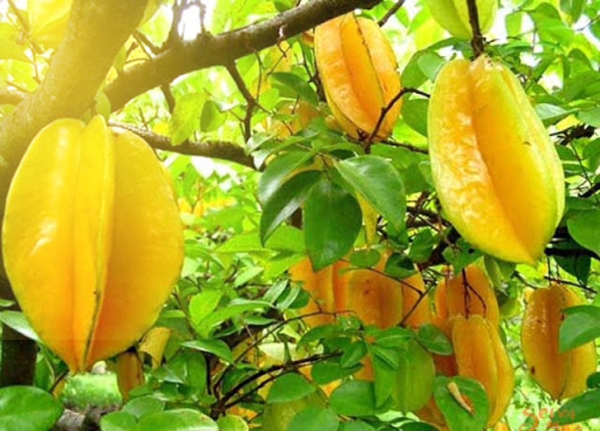 Belimbing/ Starfruit