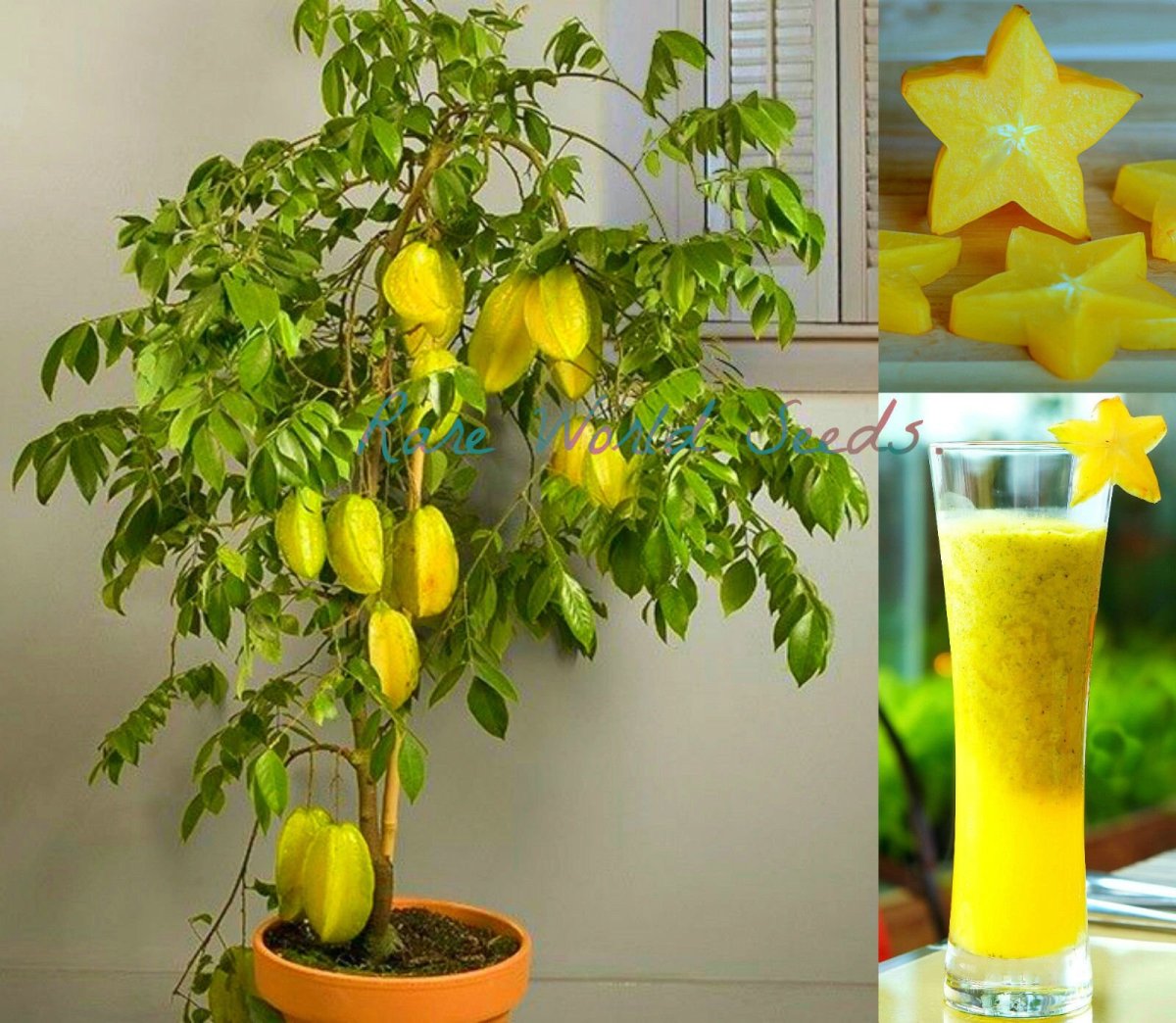 Карамбола куст