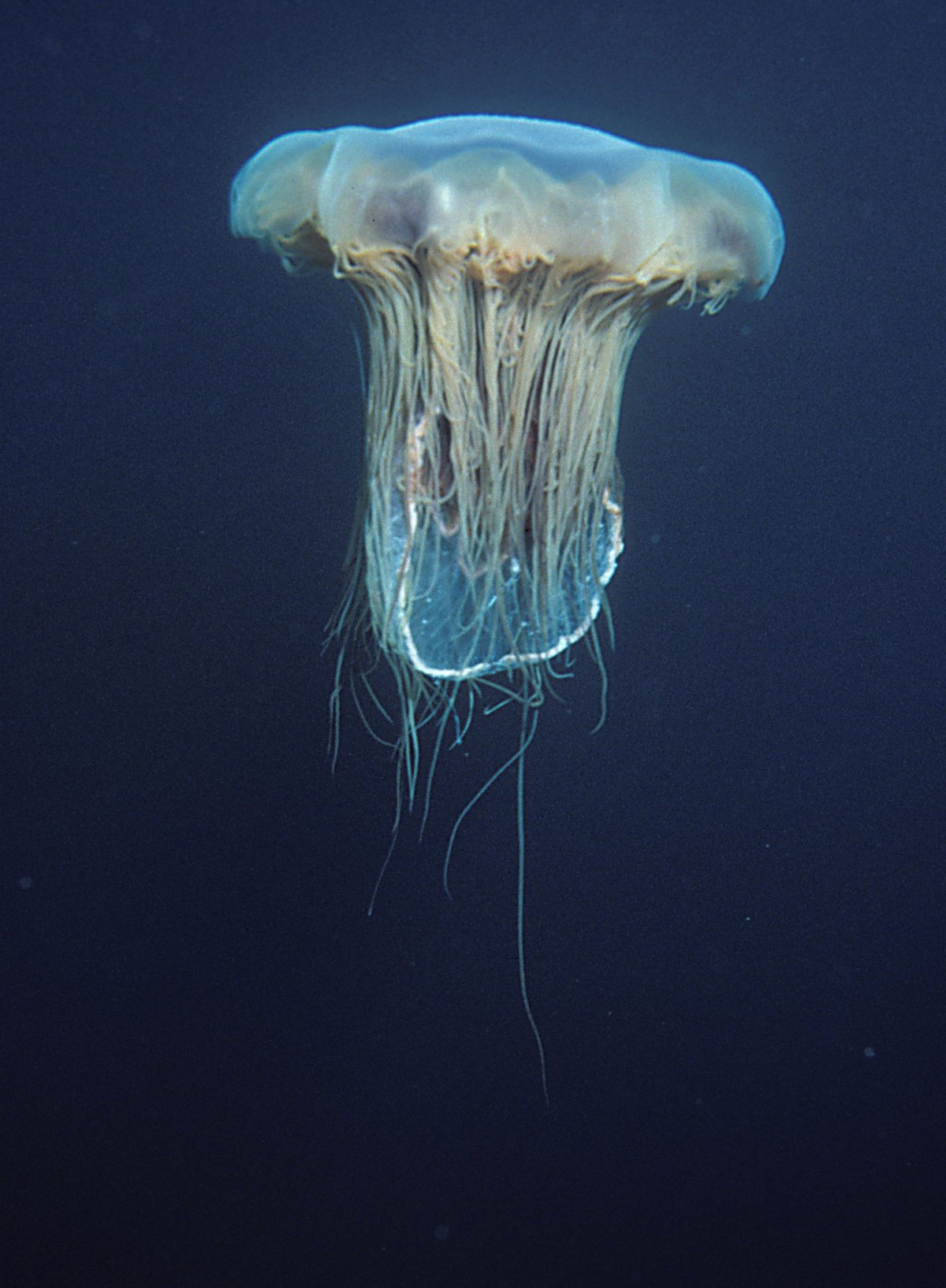Медуза цианея. Медуза волосистая цианея. Арктическая медуза цианея. Медуза цианея гигантская.
