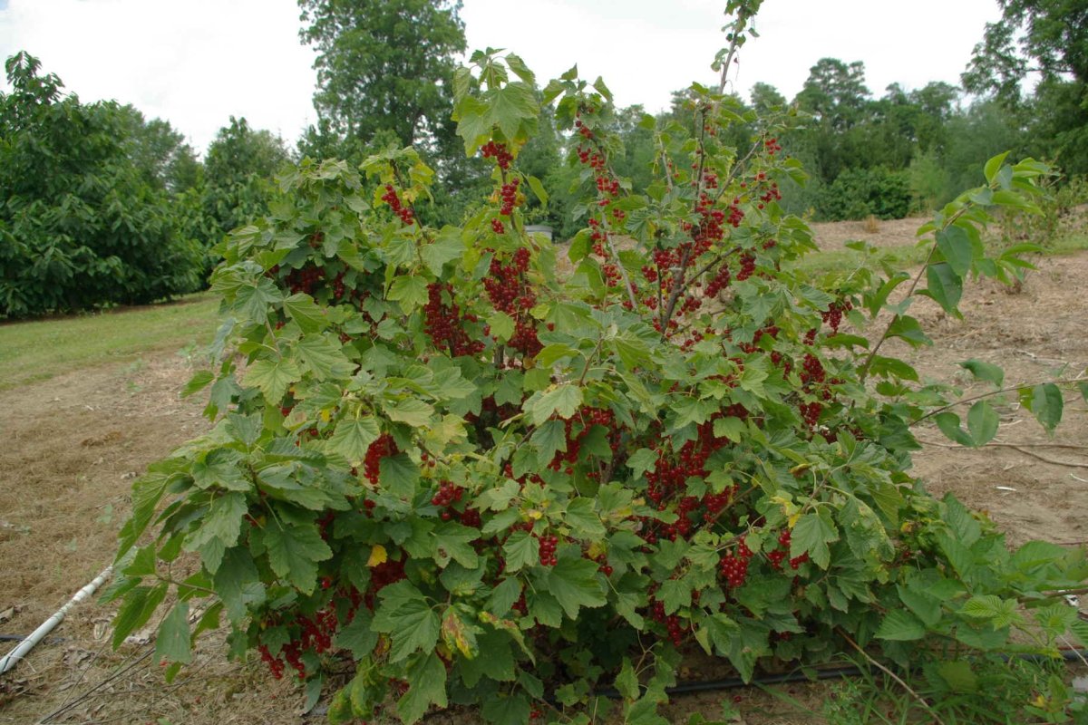 Черная смородина кустарник