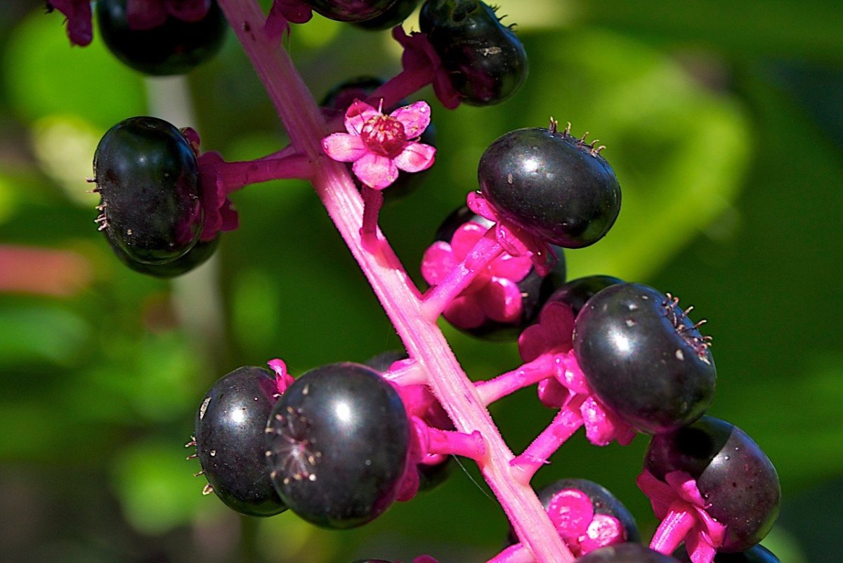 American pokeweed