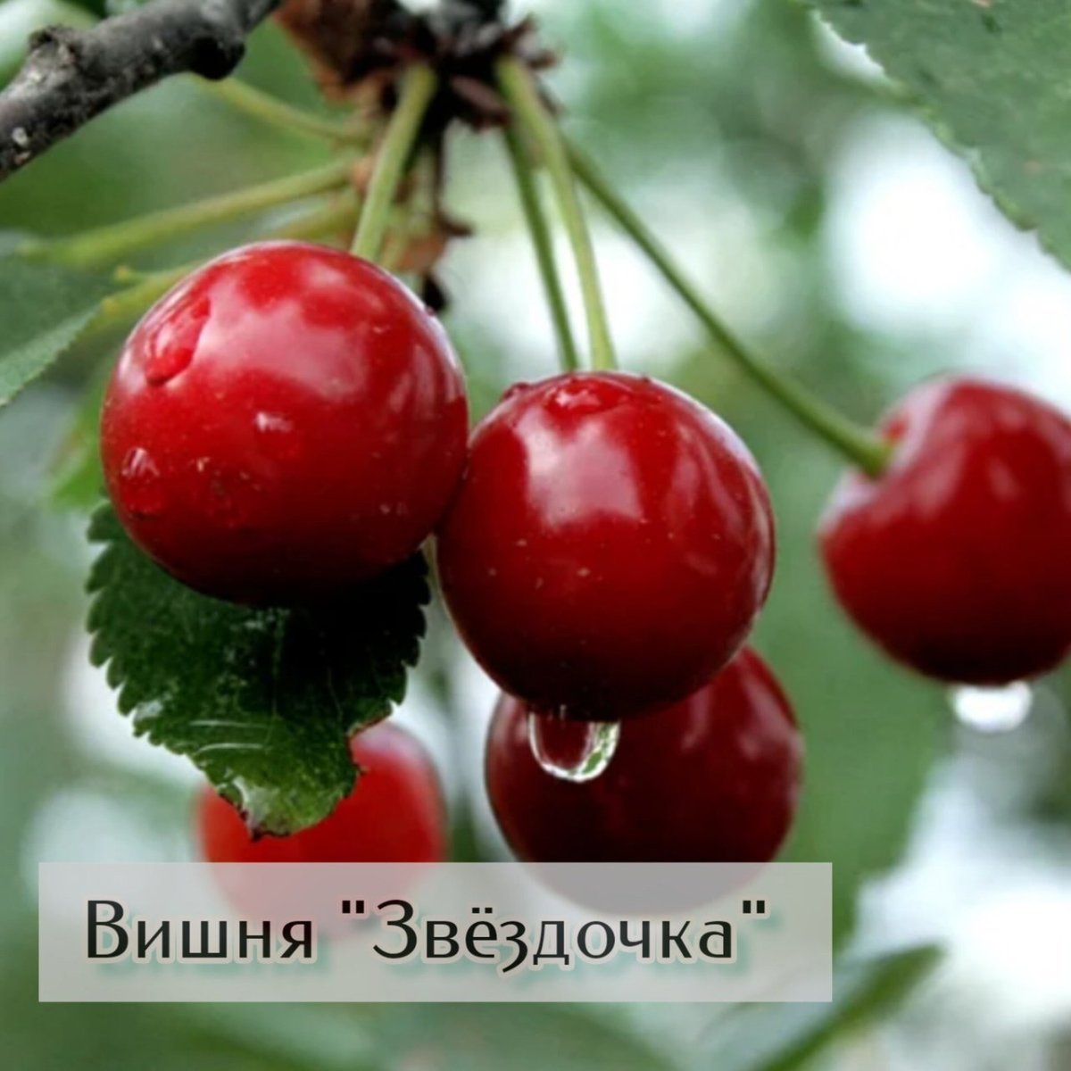 Черешня Майская